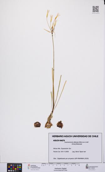Leucocoryne alliacea [Espécimen: UCH:AGUCH:0064273]