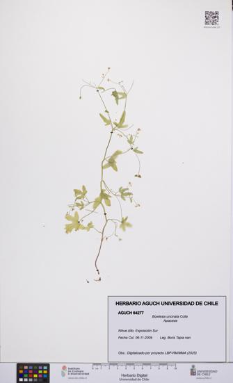 Bowlesia uncinata [Espécimen: UCH:AGUCH:0064277]