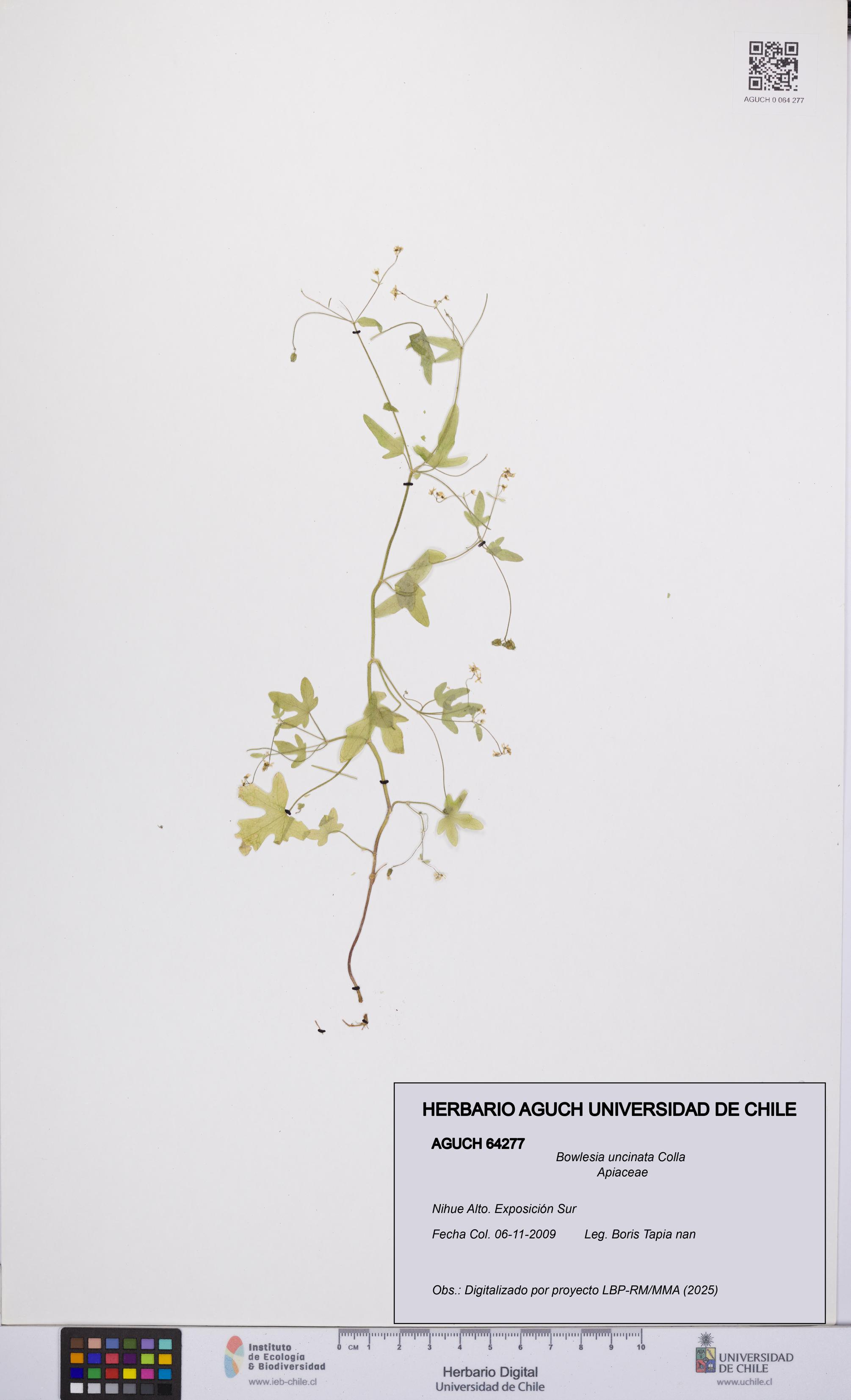 Bowlesia uncinata [Espécimen: UCH:AGUCH:0064277]