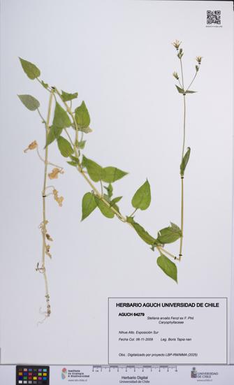 Stellaria arvalis [Espécimen: UCH:AGUCH:0064279]