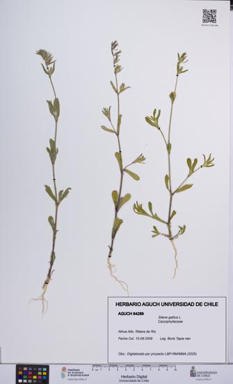 Silene gallica [Espécimen: UCH:AGUCH:0064289]