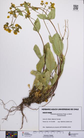 Calceolaria glandulosa [Espécimen: UCH:AGUCH:0064290]