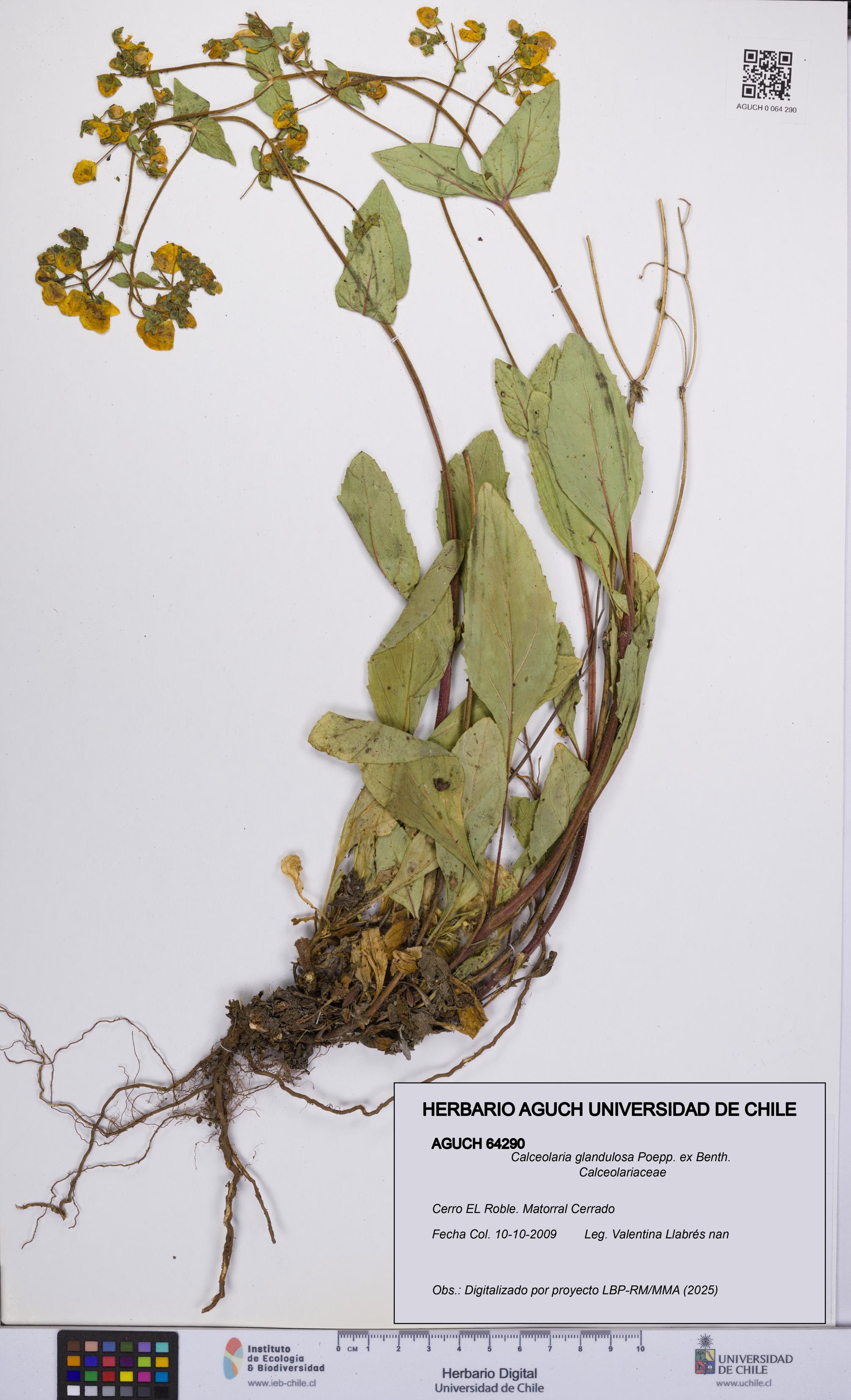 Calceolaria glandulosa [Espécimen: UCH:AGUCH:0064290]