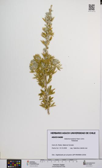 Adesmia loudonia [Espécimen: UCH:AGUCH:0064292]