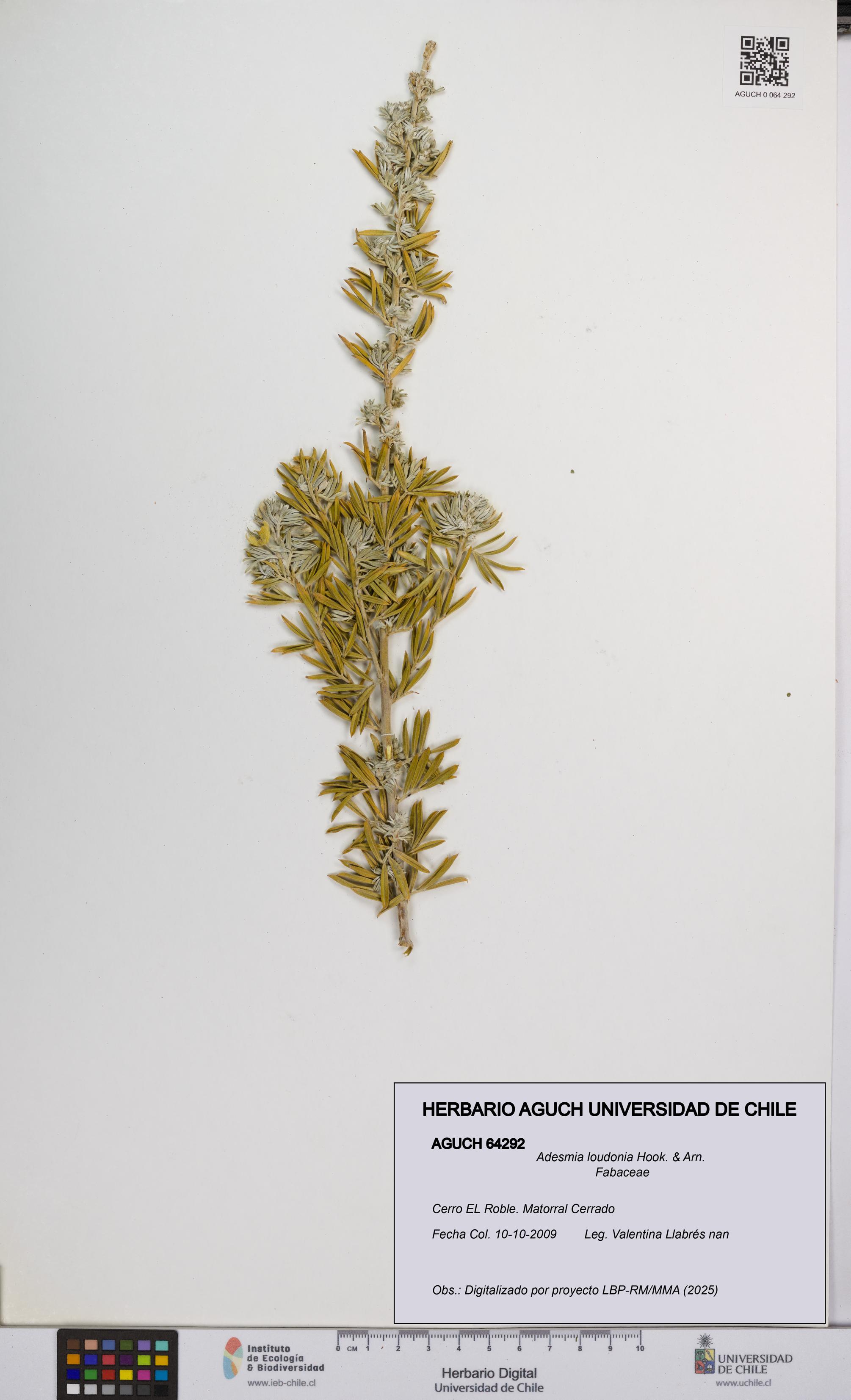 Adesmia loudonia [Espécimen: UCH:AGUCH:0064292]