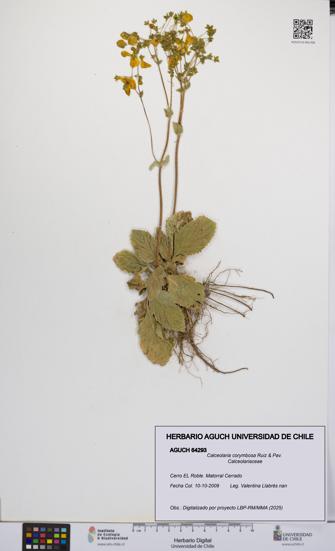 Calceolaria corymbosa [Espécimen: UCH:AGUCH:0064293]
