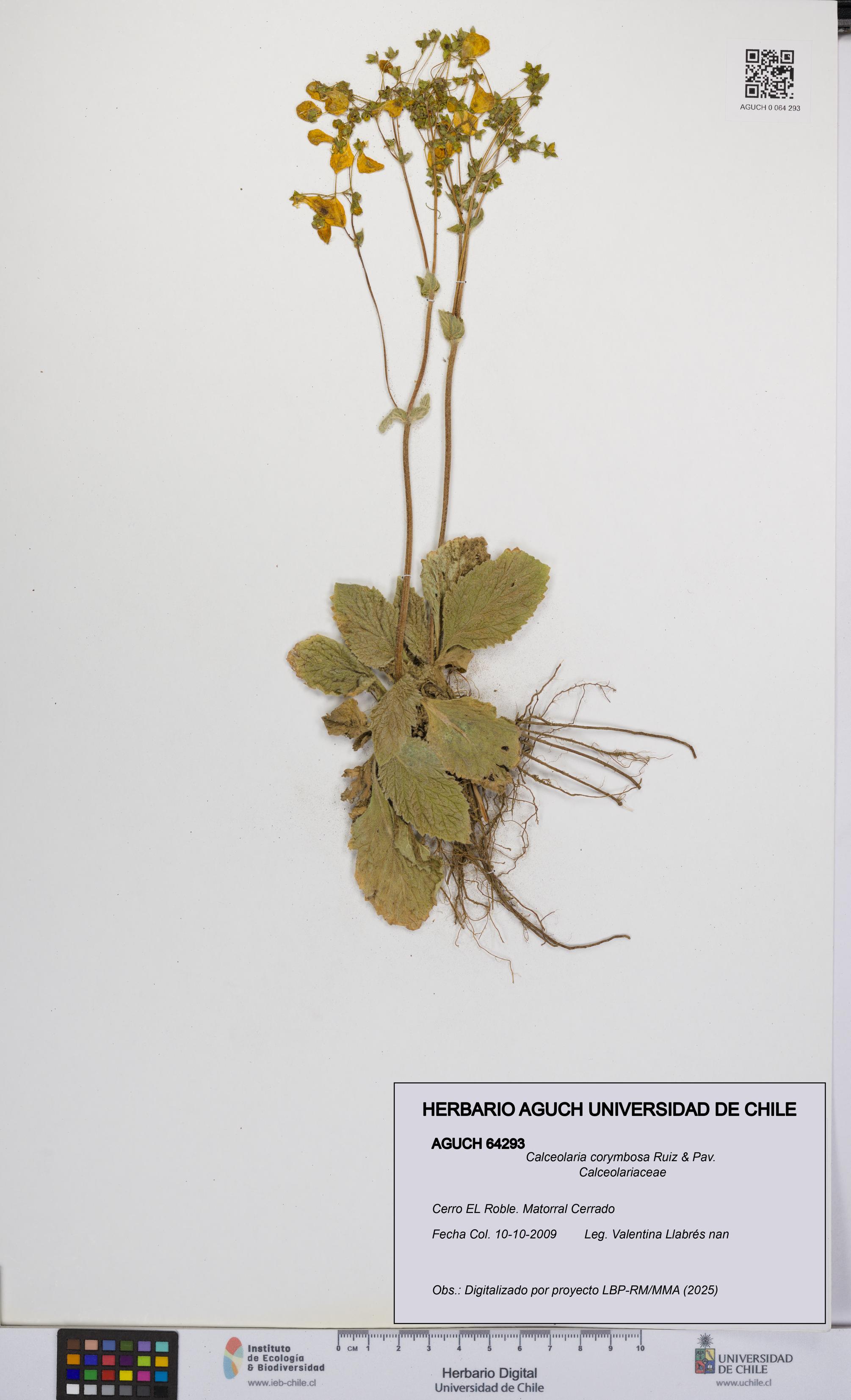 Calceolaria corymbosa [Espécimen: UCH:AGUCH:0064293]