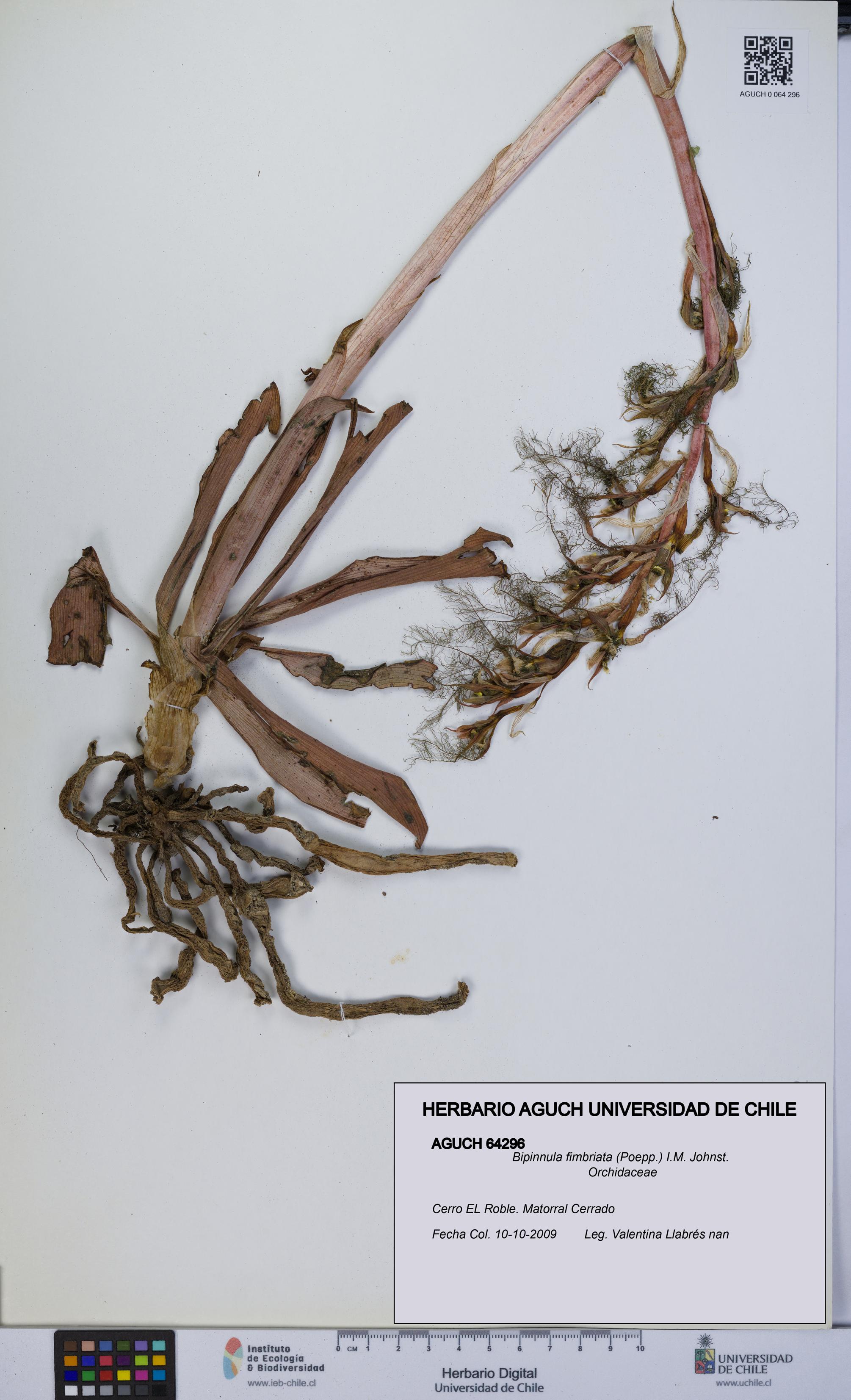 Bipinnula fimbriata [Espécimen: UCH:AGUCH:0064296]