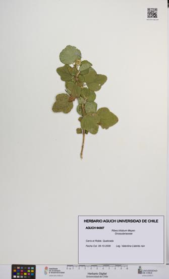 Ribes trilobum [Espécimen: UCH:AGUCH:0064307]