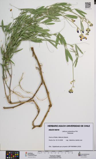 Lathyrus subandinus [Espécimen: UCH:AGUCH:0064319]