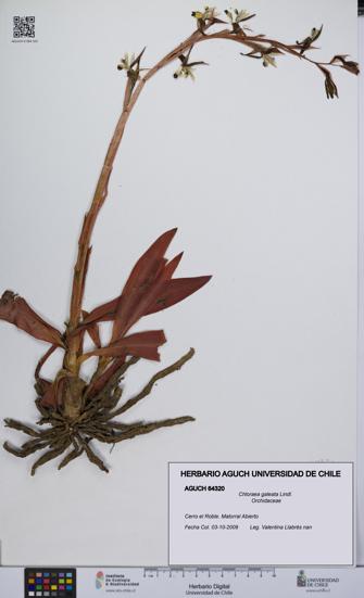 Chloraea galeata [Espécimen: UCH:AGUCH:0064320]