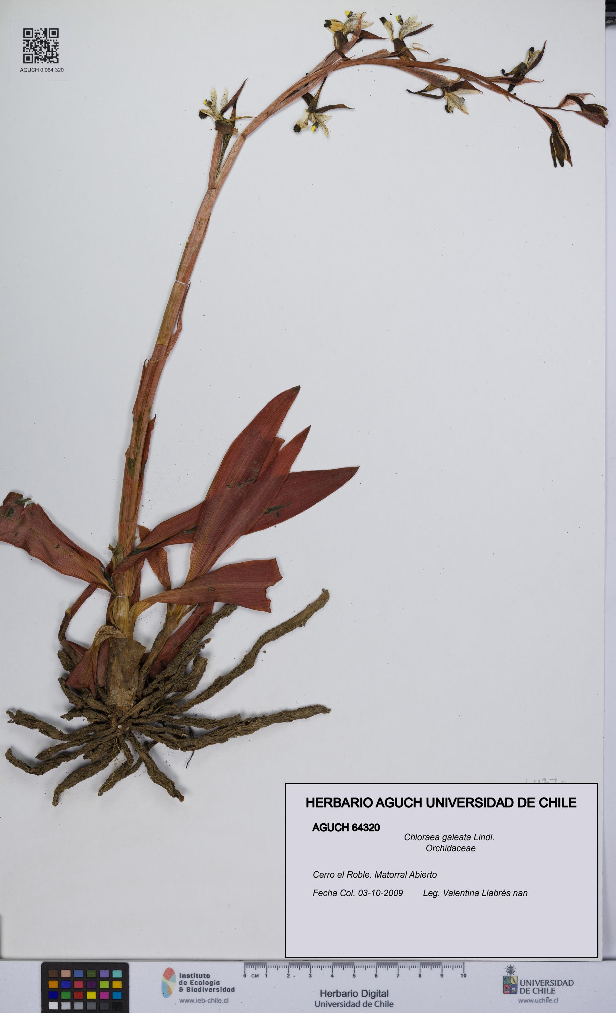 Chloraea galeata [Espécimen: UCH:AGUCH:0064320]