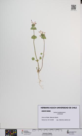 Lamium amplexicaule [Espécimen: UCH:AGUCH:0064324]