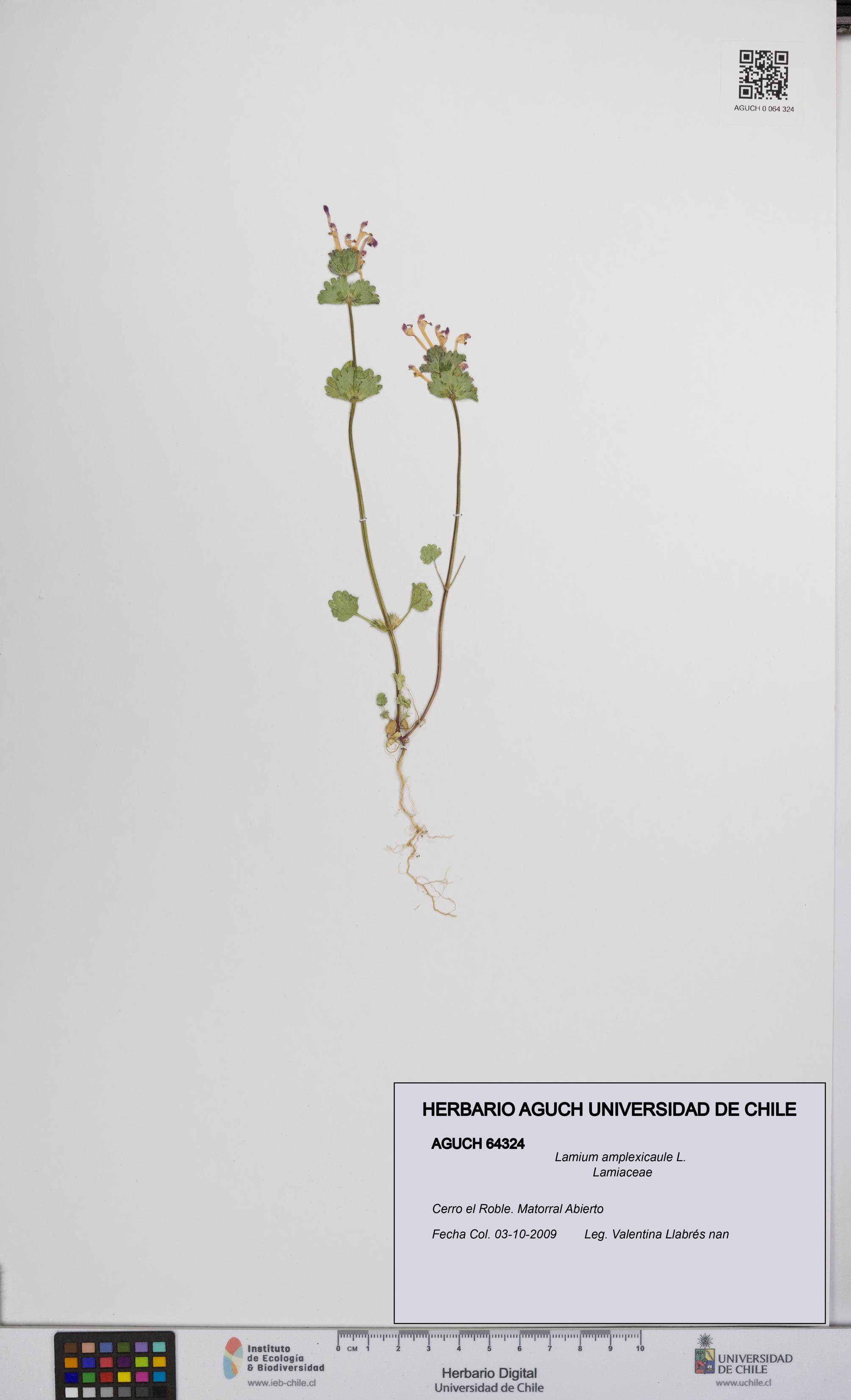 Lamium amplexicaule [Espécimen: UCH:AGUCH:0064324]