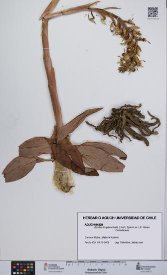 Gavilea longibracteata [Espécimen: UCH:AGUCH:0064328]
