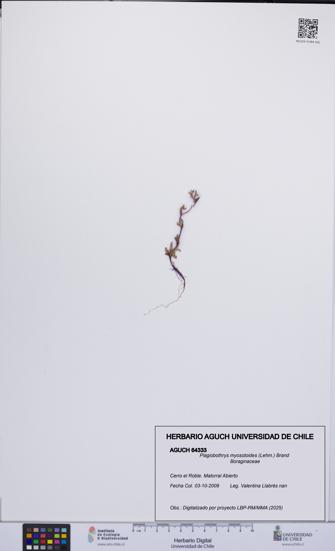 Plagiobothrys myosotoides [Espécimen: UCH:AGUCH:0064333]