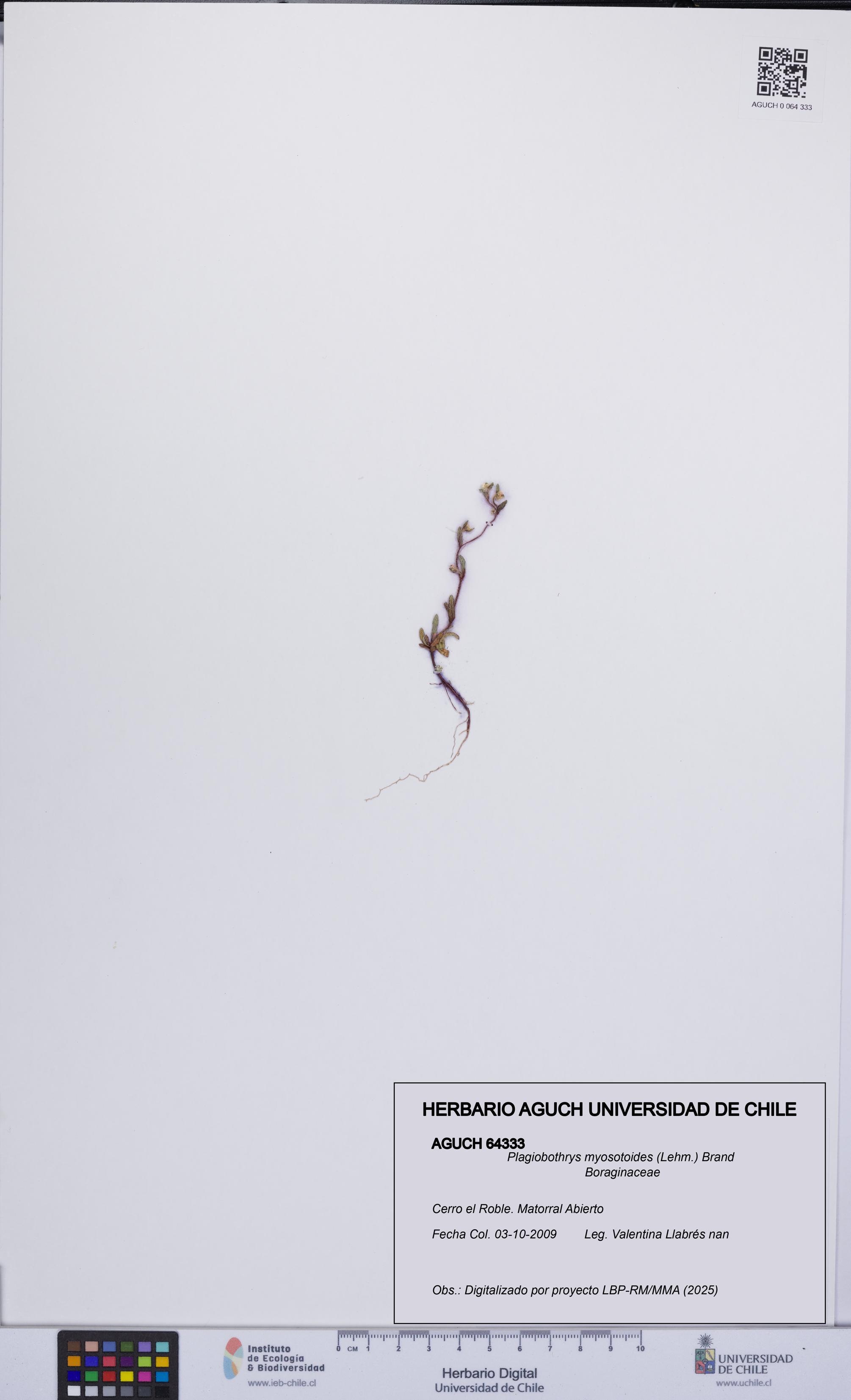 Plagiobothrys myosotoides [Espécimen: UCH:AGUCH:0064333]