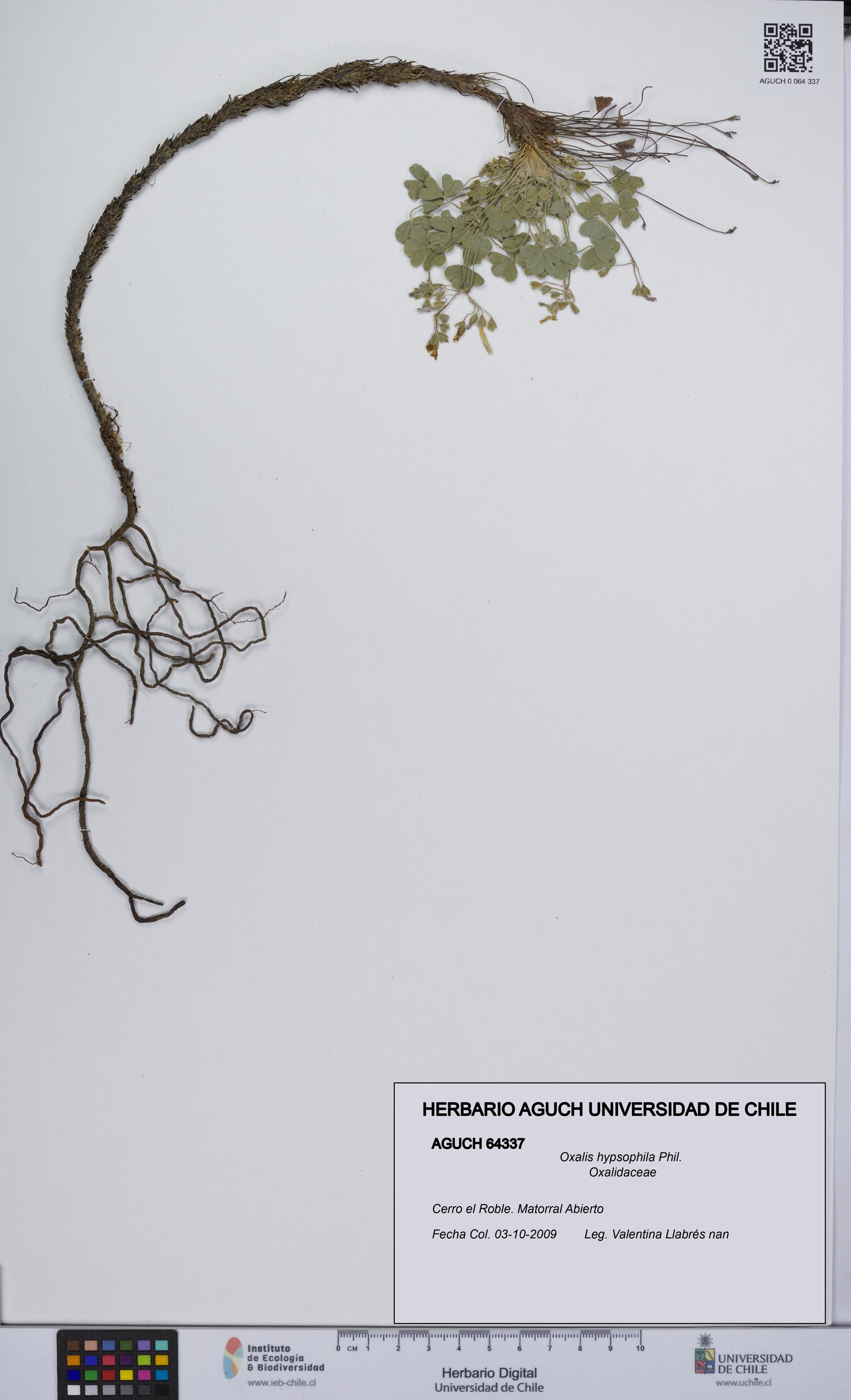 Oxalis hypsophila [Espécimen: UCH:AGUCH:0064337]
