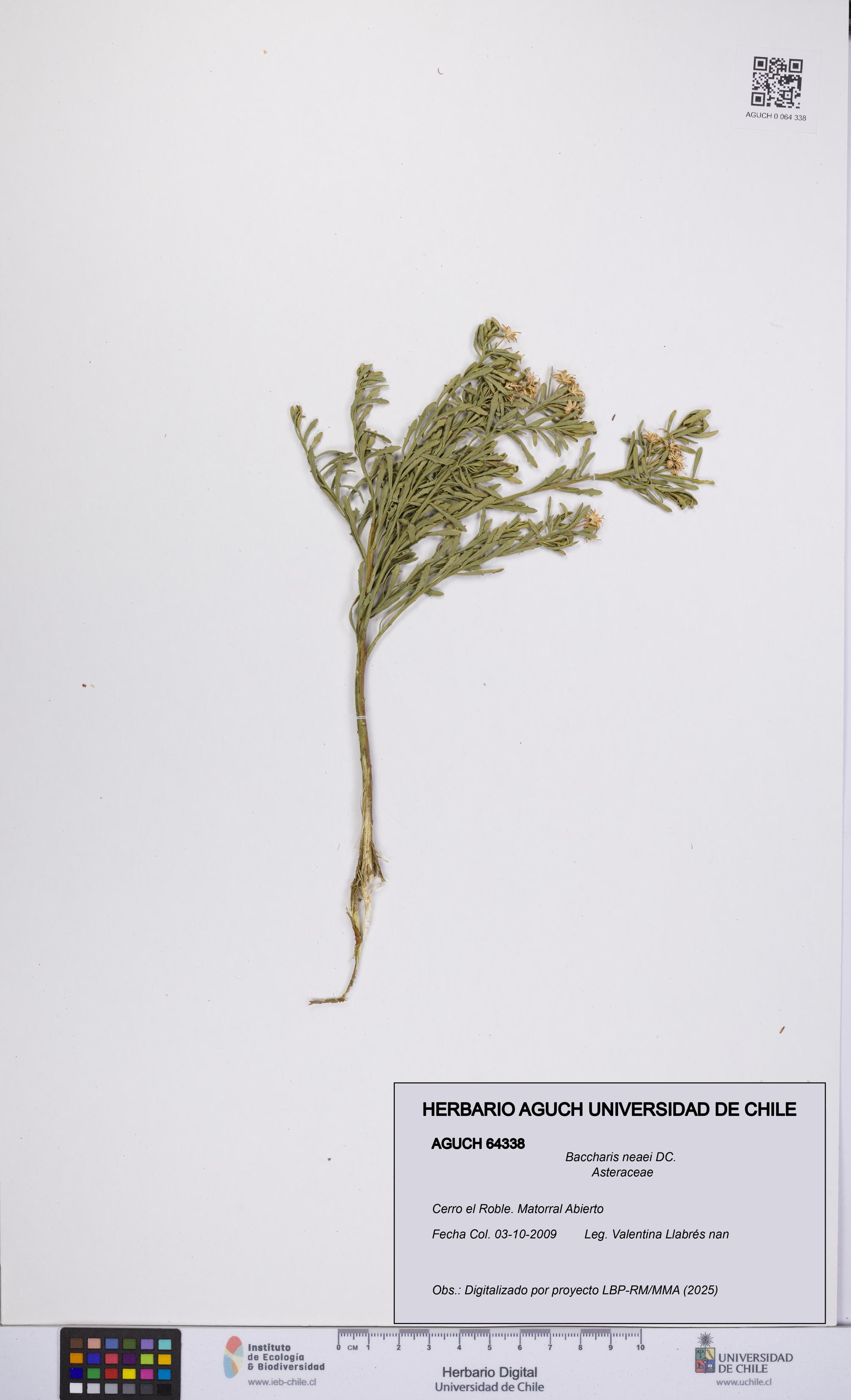 Baccharis neaei [Espécimen: UCH:AGUCH:0064338]