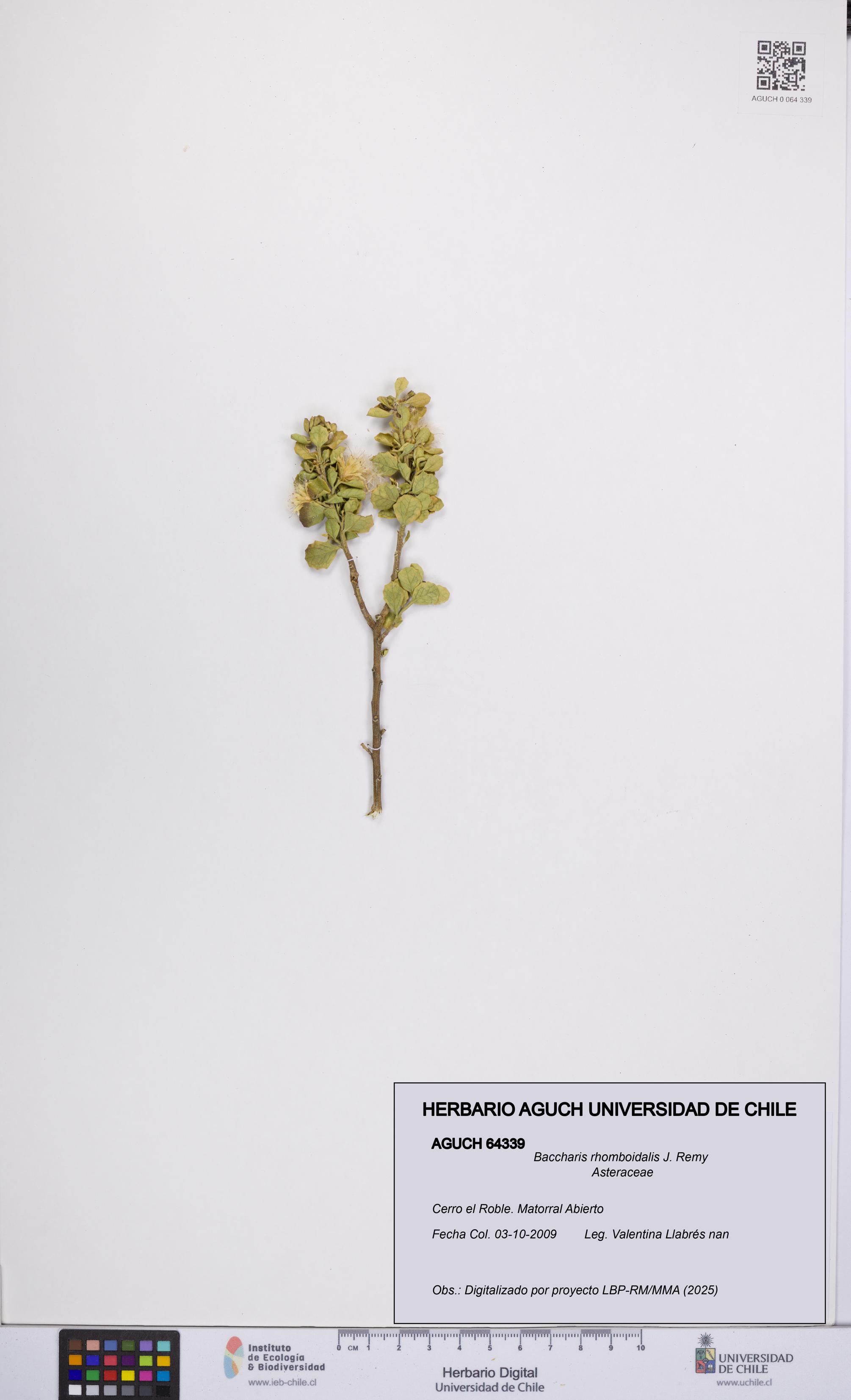 Baccharis rhomboidalis [Espécimen: UCH:AGUCH:0064339]