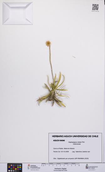 Haplopappus stolpii [Espécimen: UCH:AGUCH:0064340]