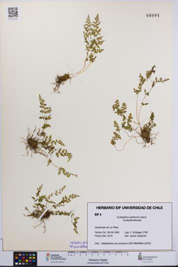 Cystopteris apiiformis [Espécimen: UCH:EIF:0000004]