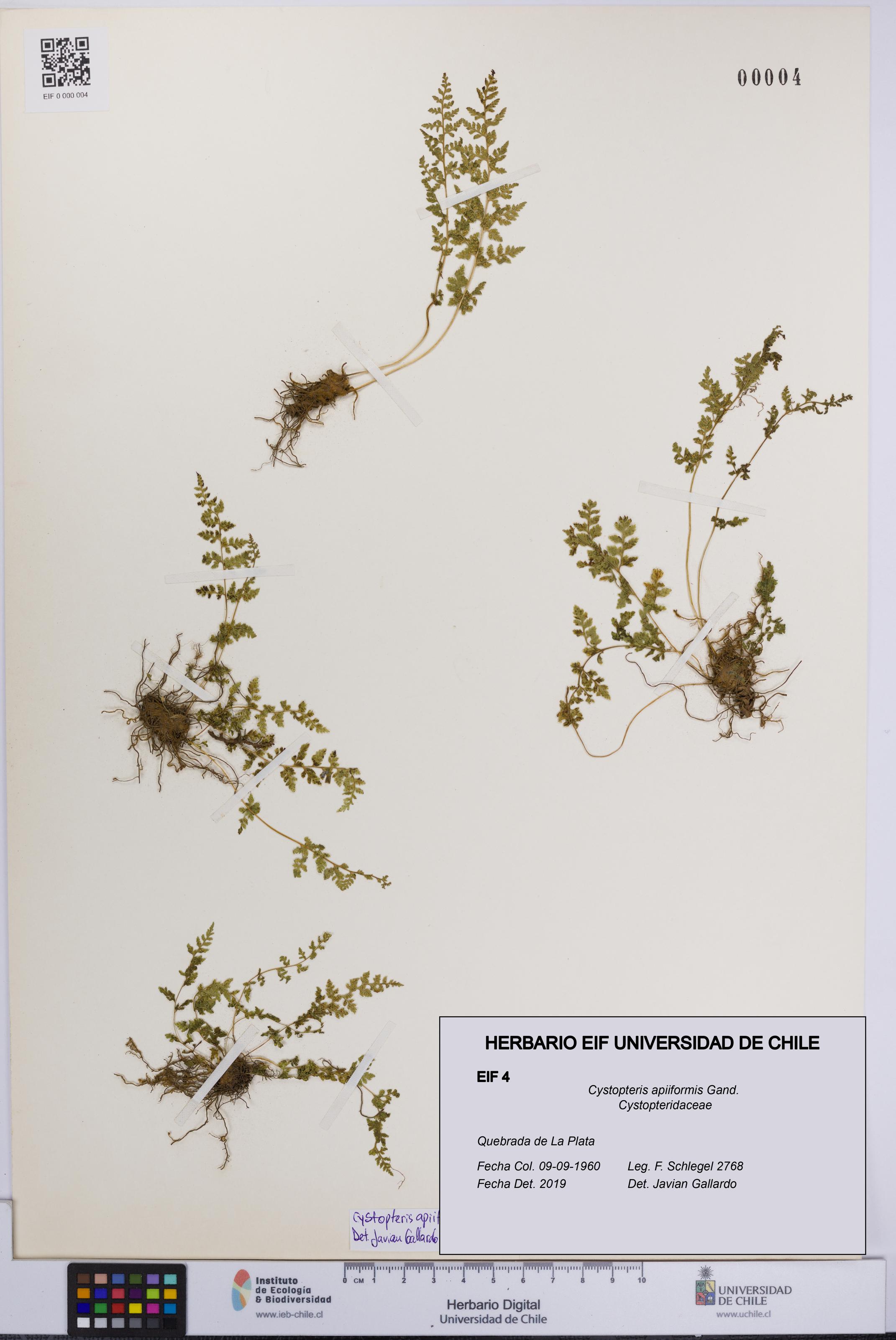 Cystopteris apiiformis [Espécimen: UCH:EIF:0000004]