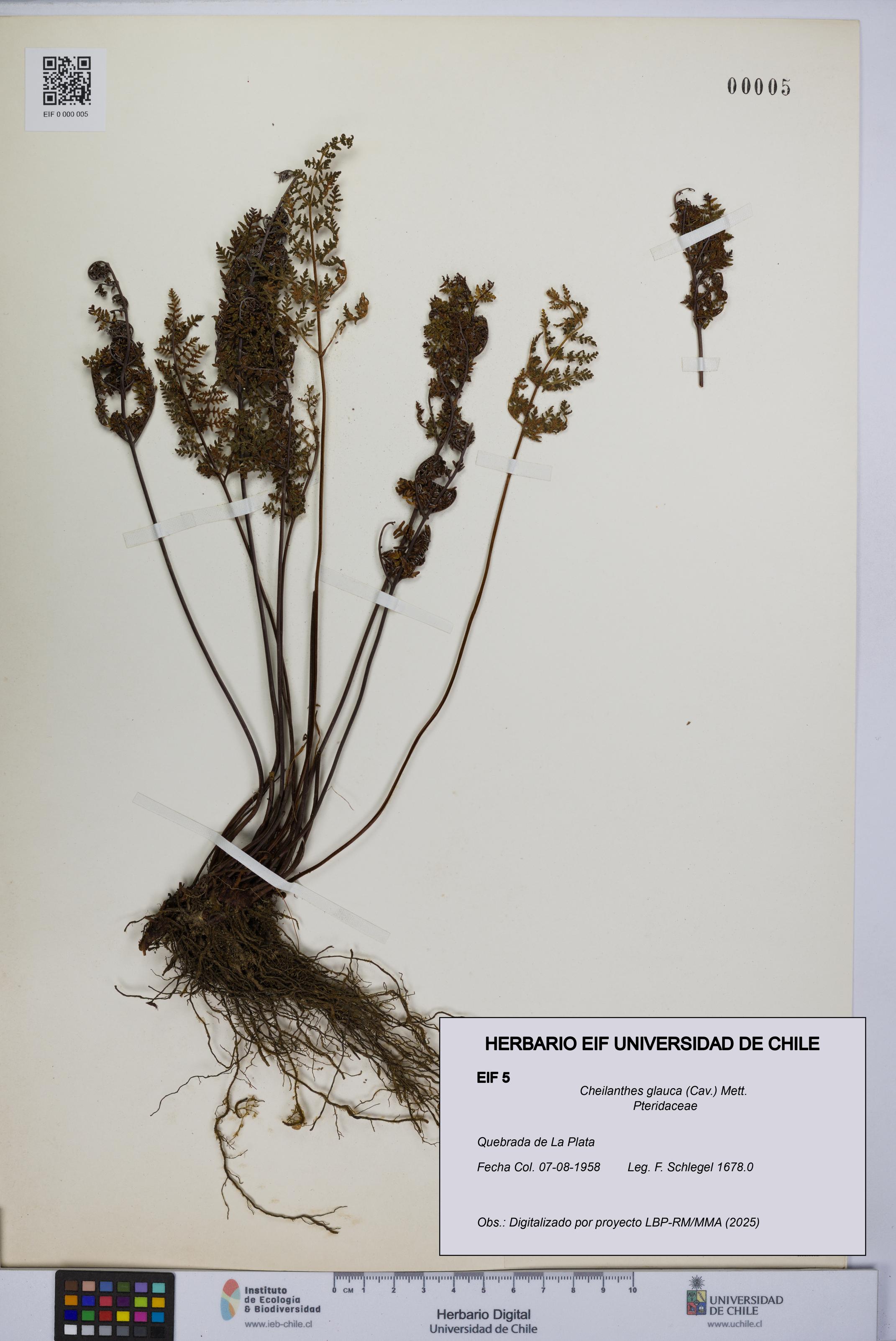 Cheilanthes glauca [Espécimen: UCH:EIF:0000005]