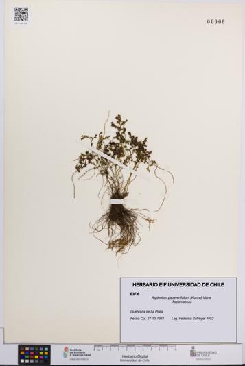 Asplenium papaverifolium [Espécimen: UCH:EIF:0000006]