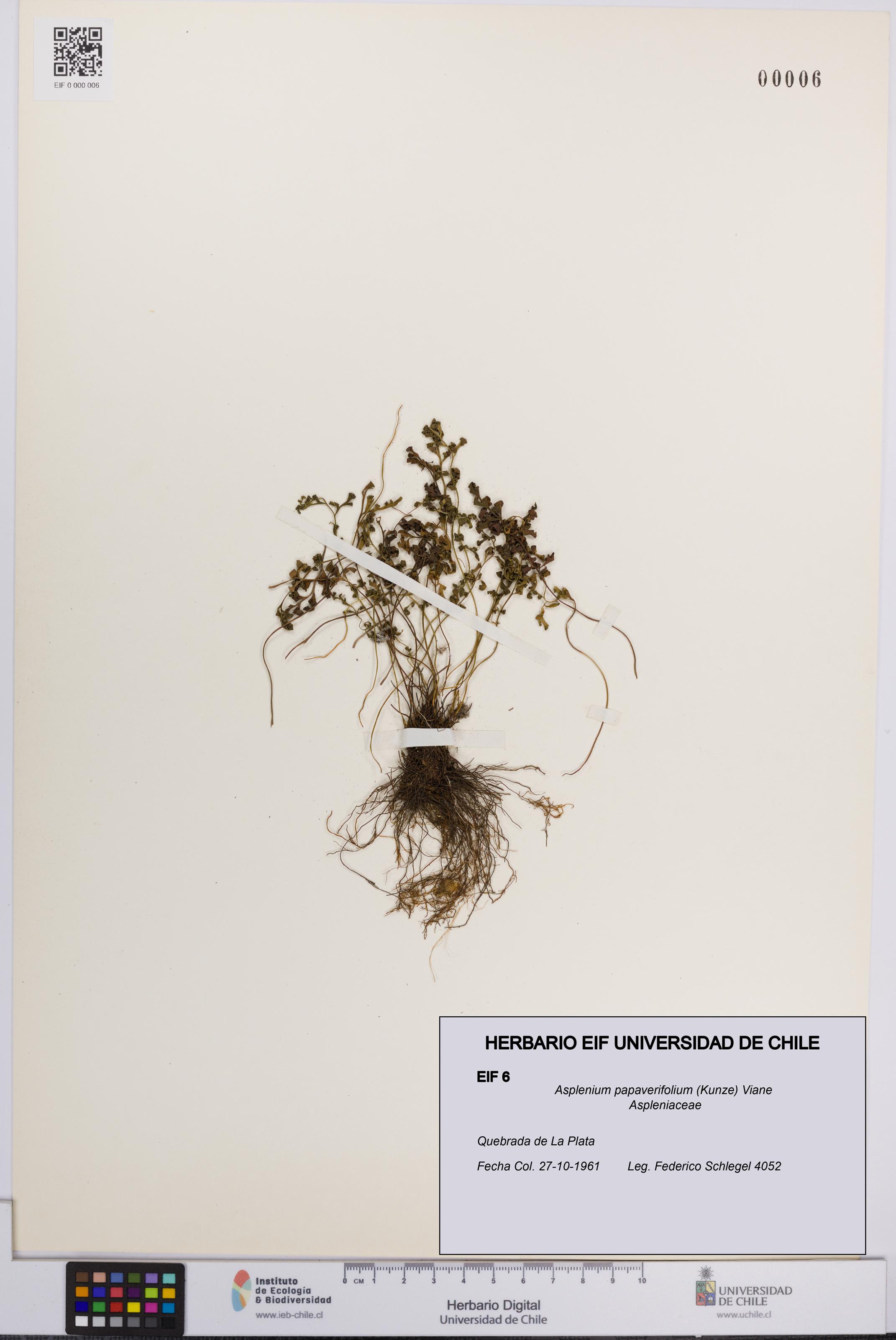 Asplenium papaverifolium [Espécimen: UCH:EIF:0000006]