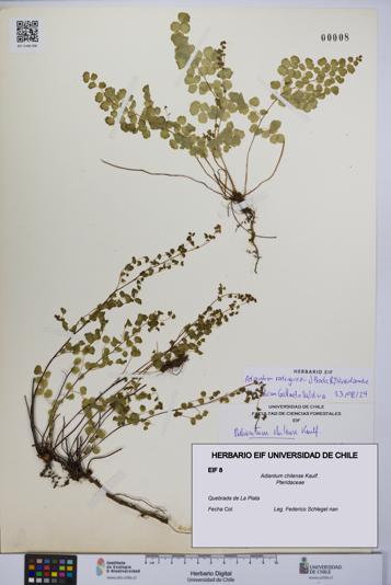 Adiantum chilense [Espécimen: UCH:EIF:0000008]