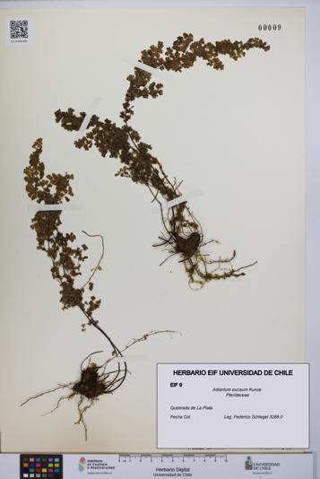 Adiantum excisum [Espécimen: UCH:EIF:0000009]