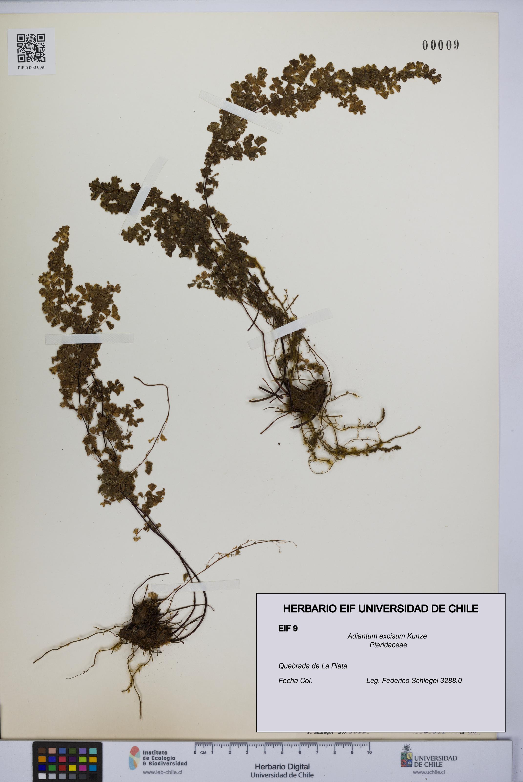 Adiantum excisum [Espécimen: UCH:EIF:0000009]