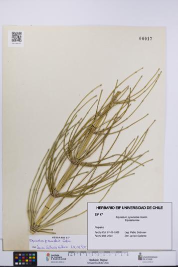 Equisetum pyramidale [Espécimen: UCH:EIF:0000017]