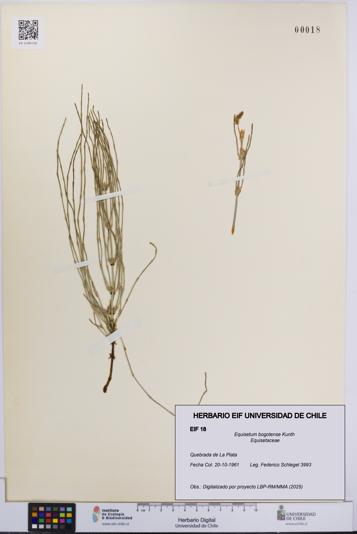 Equisetum bogotense [Espécimen: UCH:EIF:0000018]