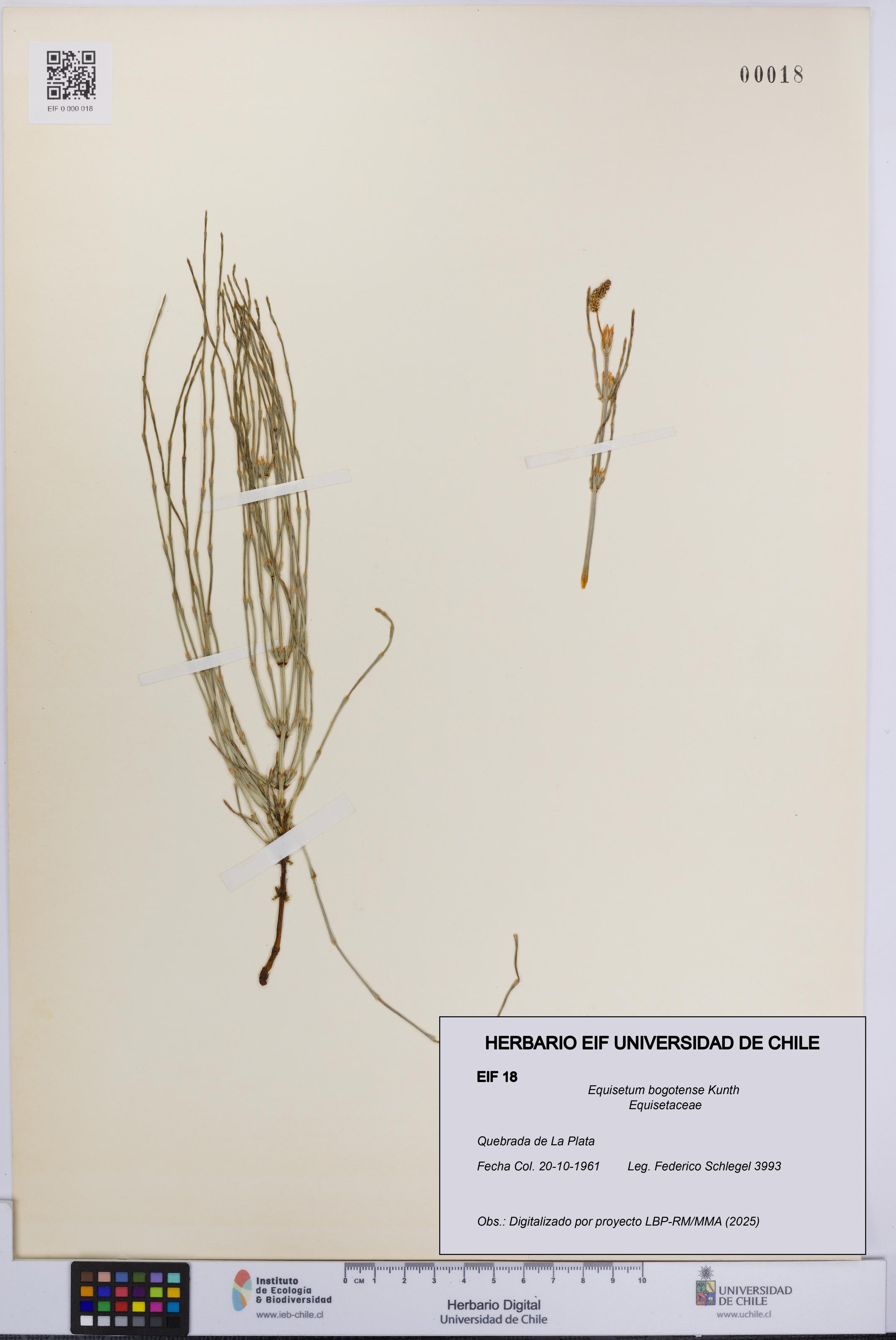 Equisetum bogotense [Espécimen: UCH:EIF:0000018]
