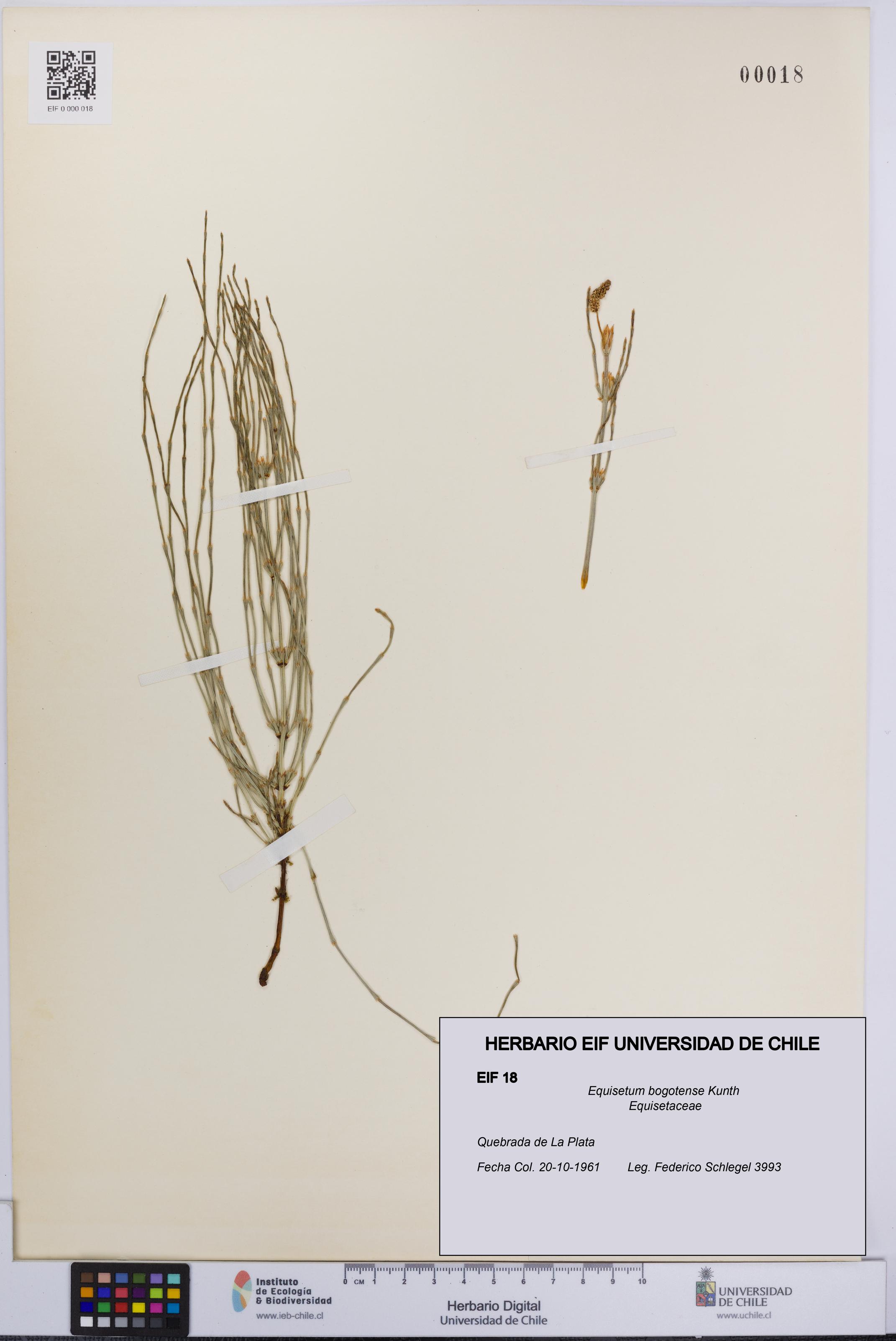 Equisetum bogotense [Espécimen: UCH:EIF:0000018]
