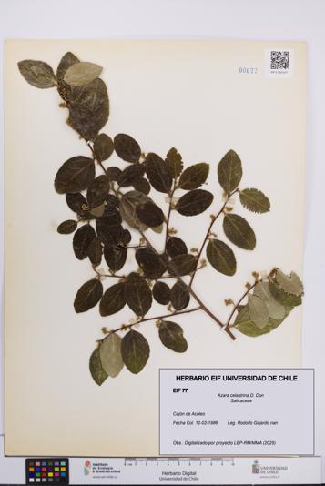 Azara celastrina [Espécimen: UCH:EIF:0000077]