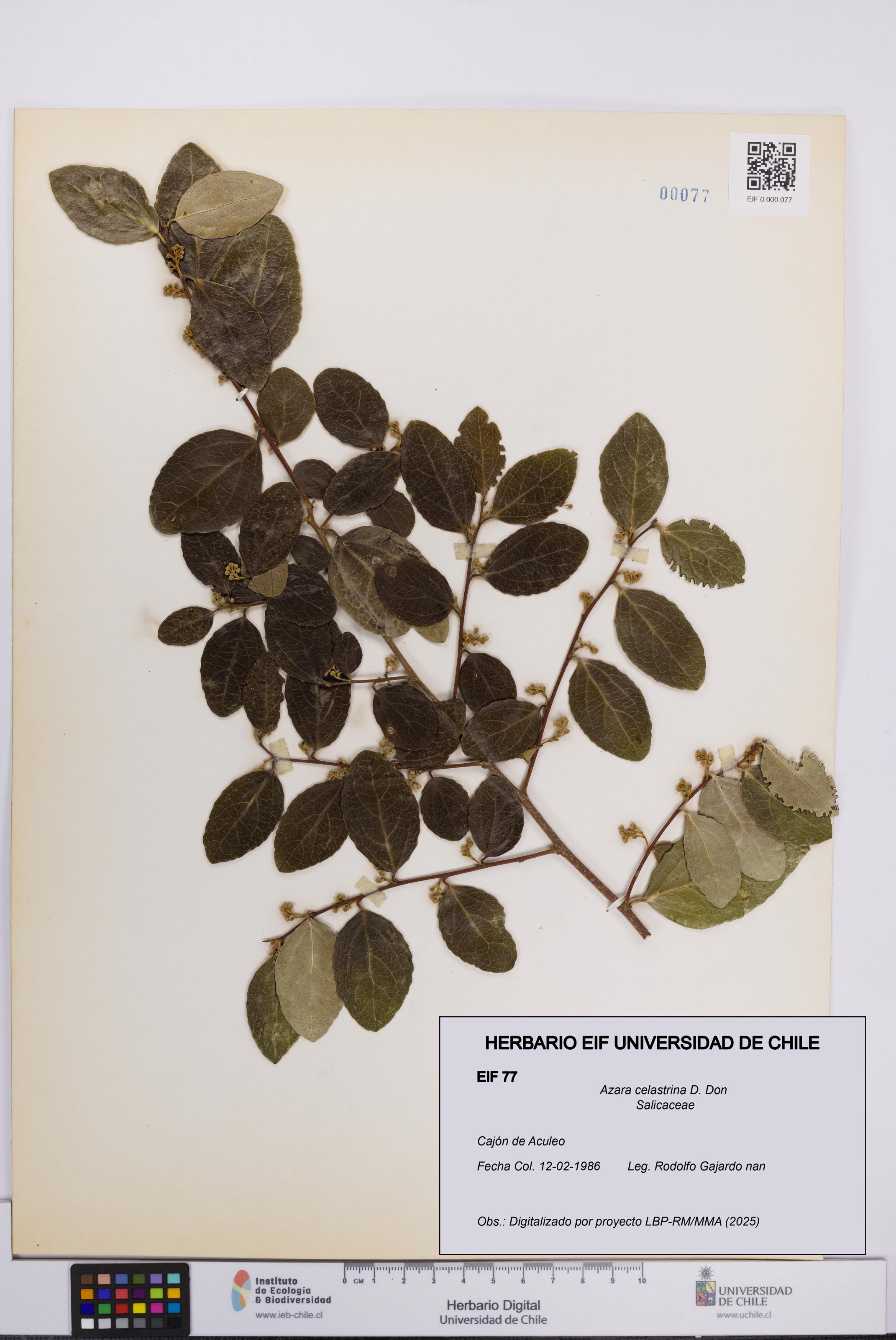 Azara celastrina [Espécimen: UCH:EIF:0000077]