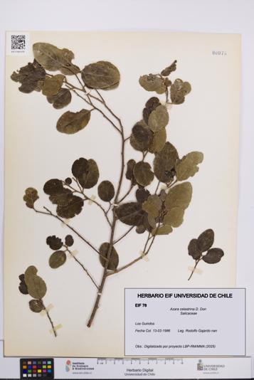 Azara celastrina [Espécimen: UCH:EIF:0000078]