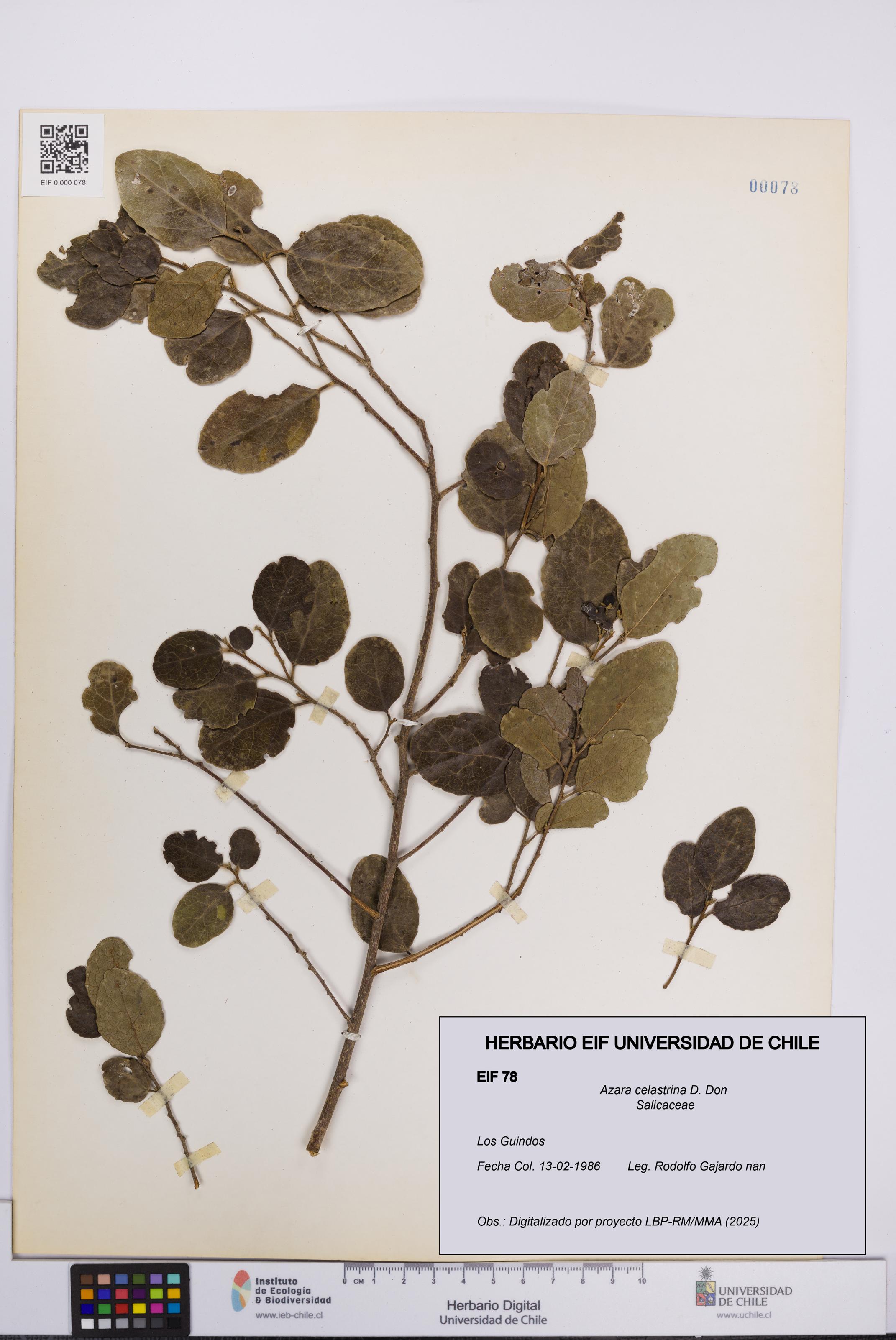 Azara celastrina [Espécimen: UCH:EIF:0000078]