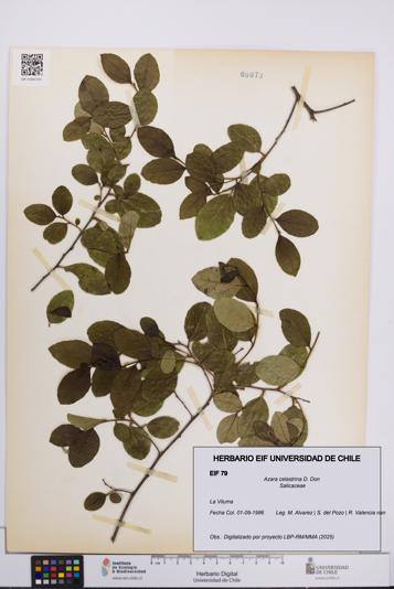 Azara celastrina [Espécimen: UCH:EIF:0000079]