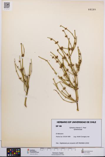 Ephedra chilensis [Espécimen: UCH:EIF:0000108]
