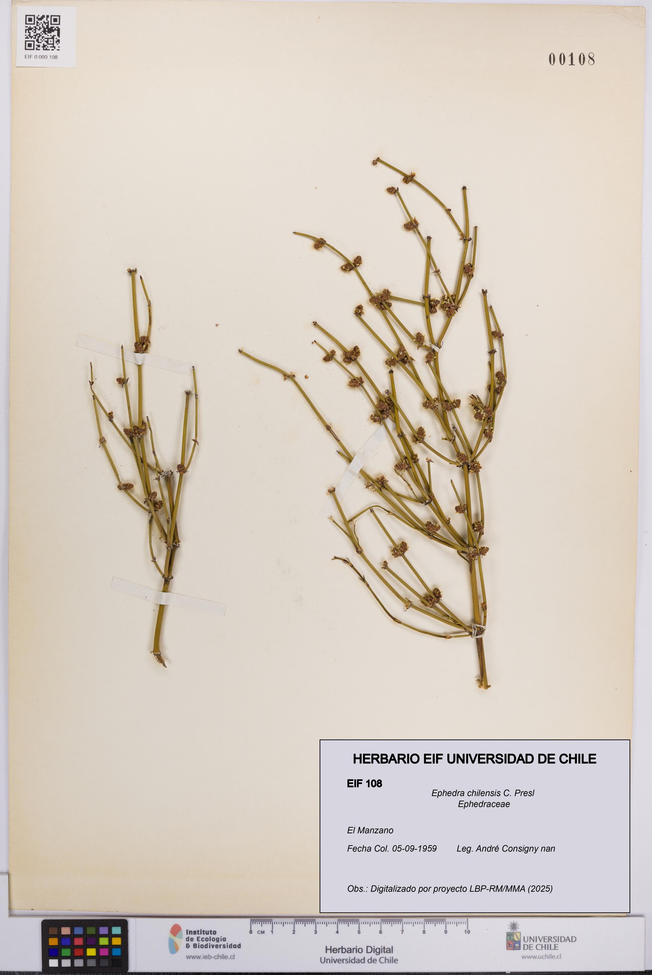 Ephedra chilensis [Espécimen: UCH:EIF:0000108]