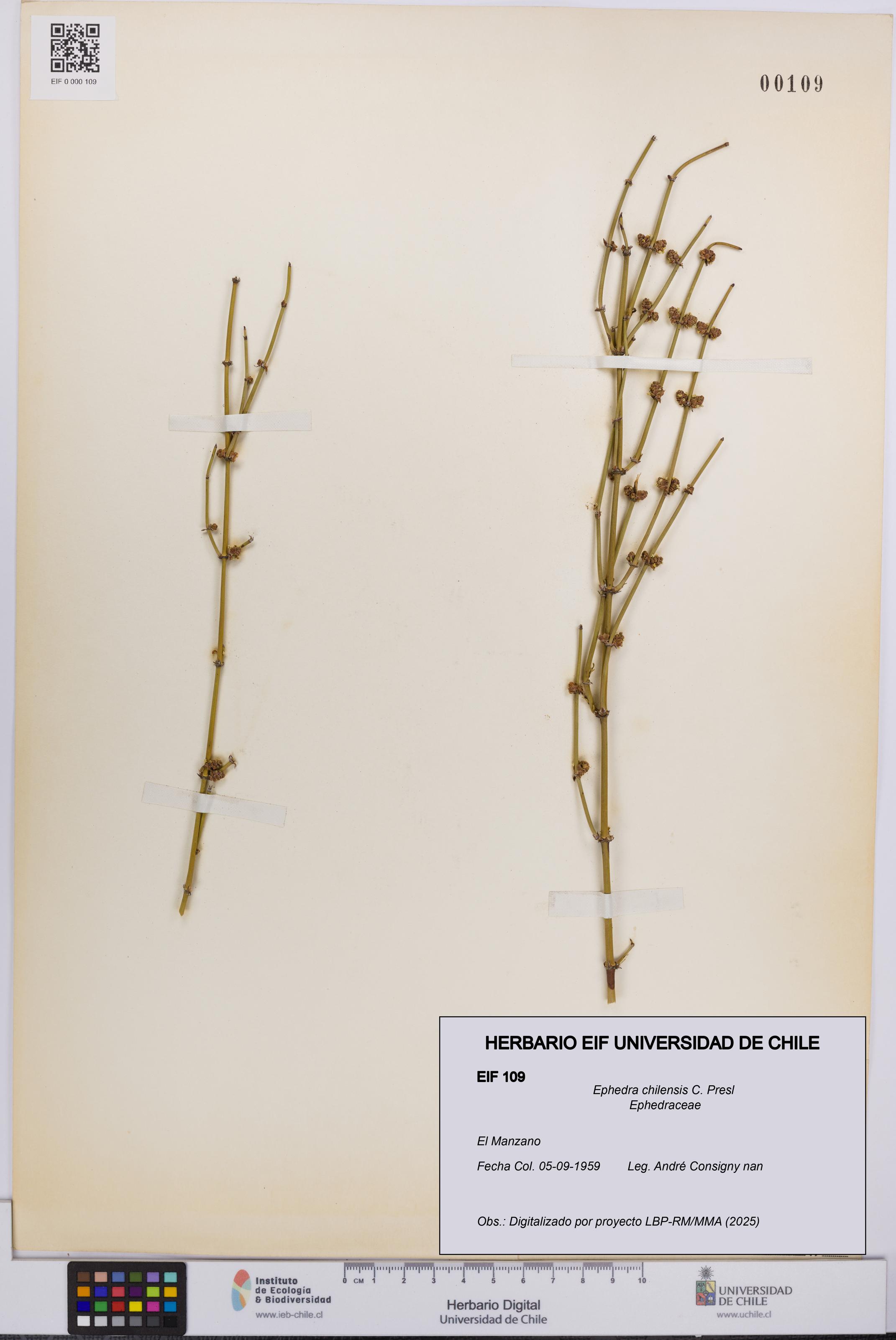 Ephedra chilensis [Espécimen: UCH:EIF:0000109]