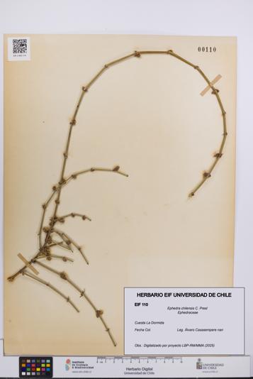 Ephedra chilensis [Espécimen: UCH:EIF:0000110]