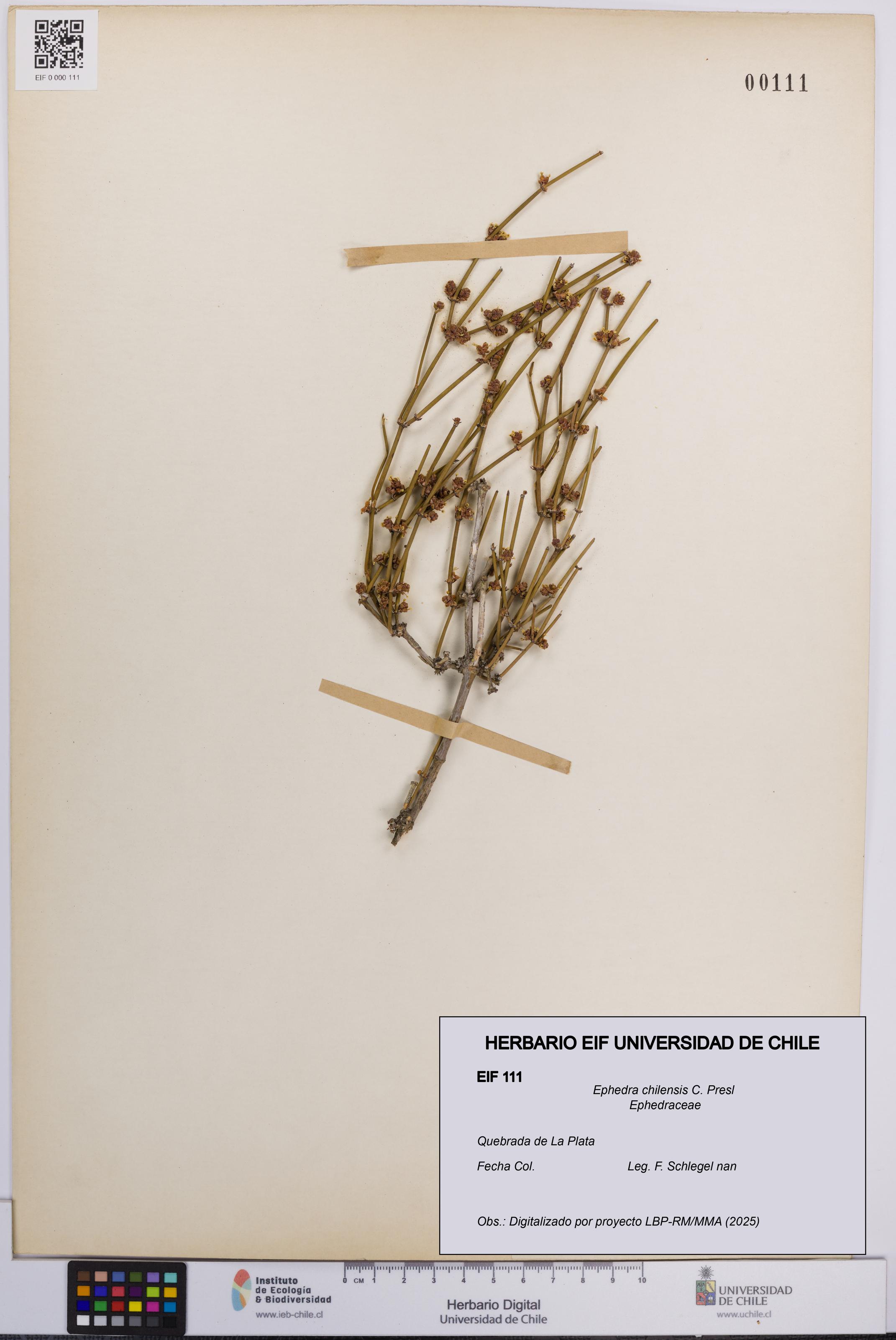 Ephedra chilensis [Espécimen: UCH:EIF:0000111]