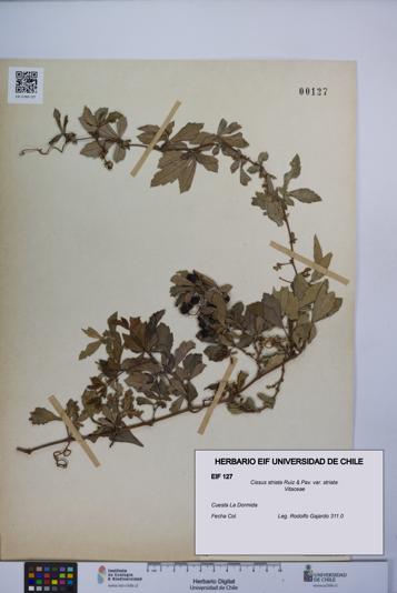 Cissus striata var. striata [Espécimen: UCH:EIF:0000127]