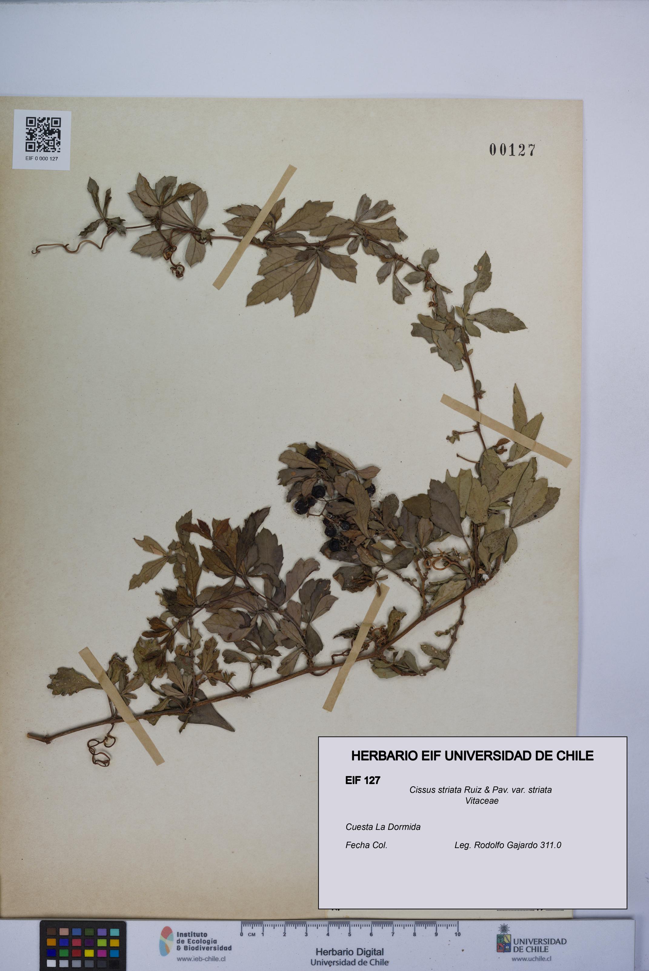 Cissus striata var. striata [Espécimen: UCH:EIF:0000127]