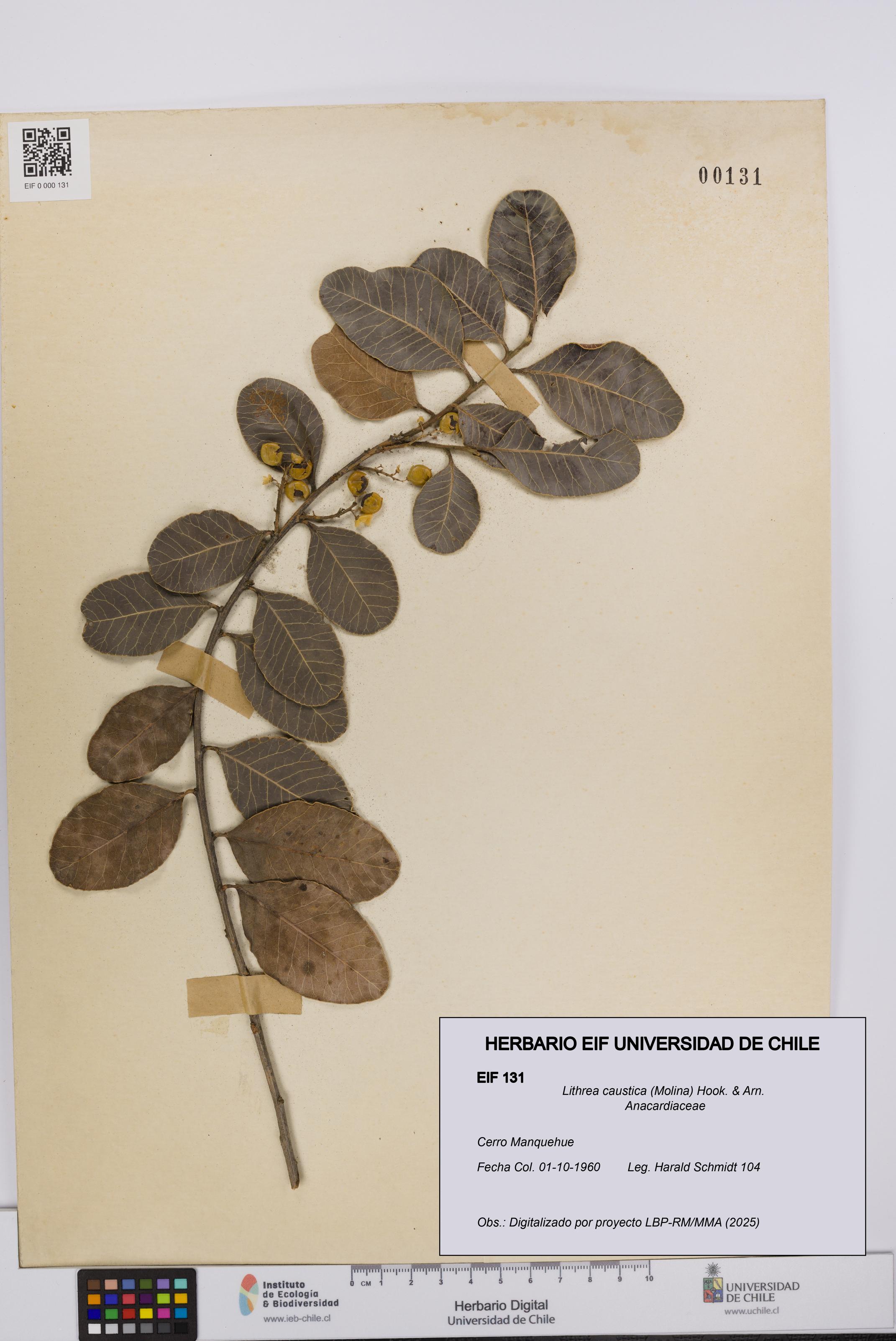 Lithrea caustica [Espécimen: UCH:EIF:0000131]